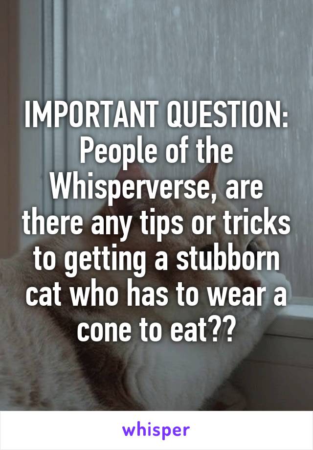 IMPORTANT QUESTION:
People of the Whisperverse, are there any tips or tricks to getting a stubborn cat who has to wear a cone to eat??