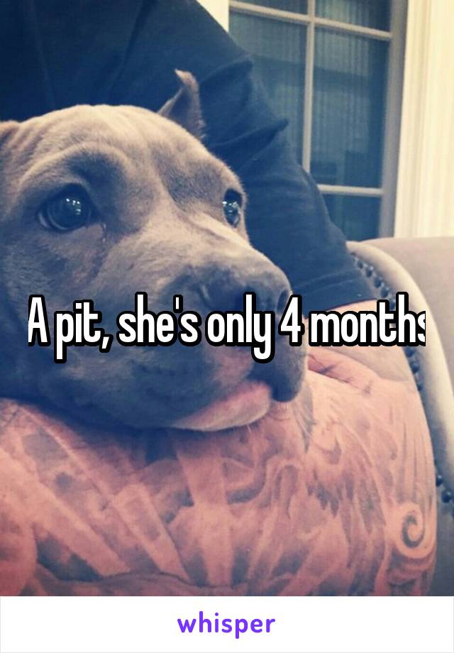 A pit, she's only 4 months