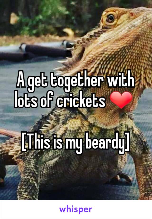 A get together with lots of crickets ❤ 

[This is my beardy]