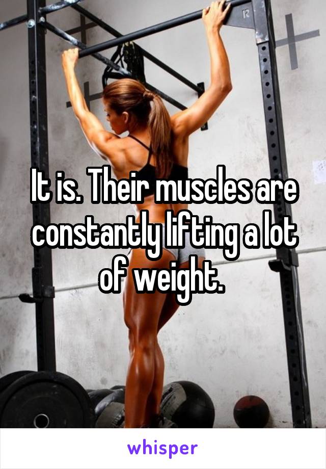 It is. Their muscles are constantly lifting a lot of weight. 