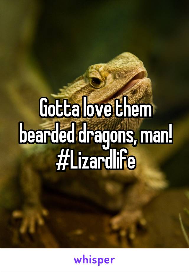 Gotta love them bearded dragons, man! #Lizardlife