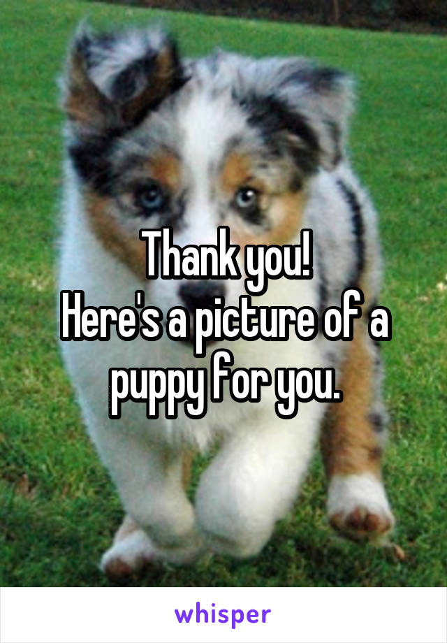 Thank you!
Here's a picture of a puppy for you.