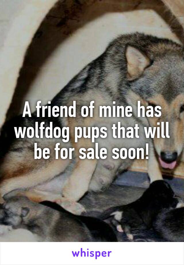 A friend of mine has wolfdog pups that will be for sale soon!