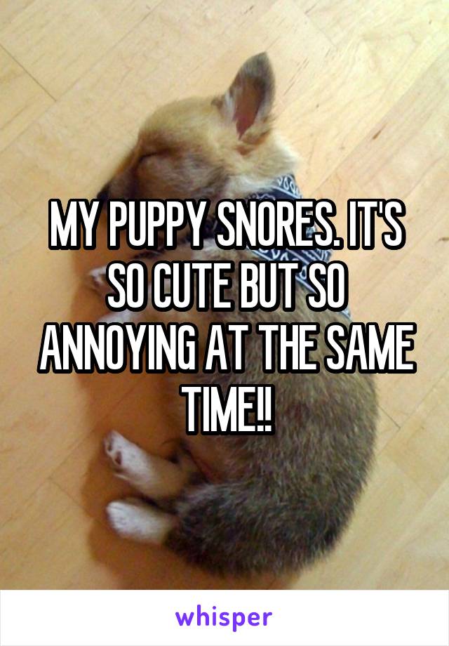 MY PUPPY SNORES. IT'S SO CUTE BUT SO ANNOYING AT THE SAME TIME!!