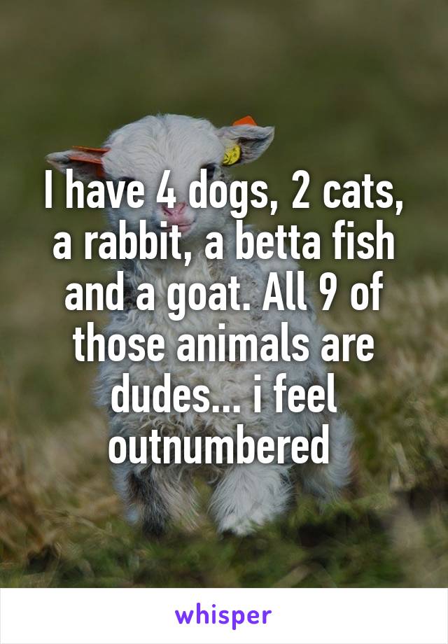 I have 4 dogs, 2 cats, a rabbit, a betta fish and a goat. All 9 of those animals are dudes... i feel outnumbered 