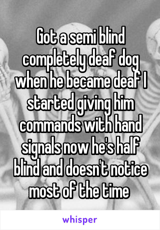 Got a semi blind completely deaf dog when he became deaf I started giving him commands with hand signals now he's half blind and doesn't notice most of the time 