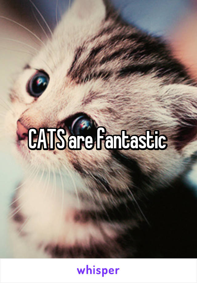 CATS are fantastic 