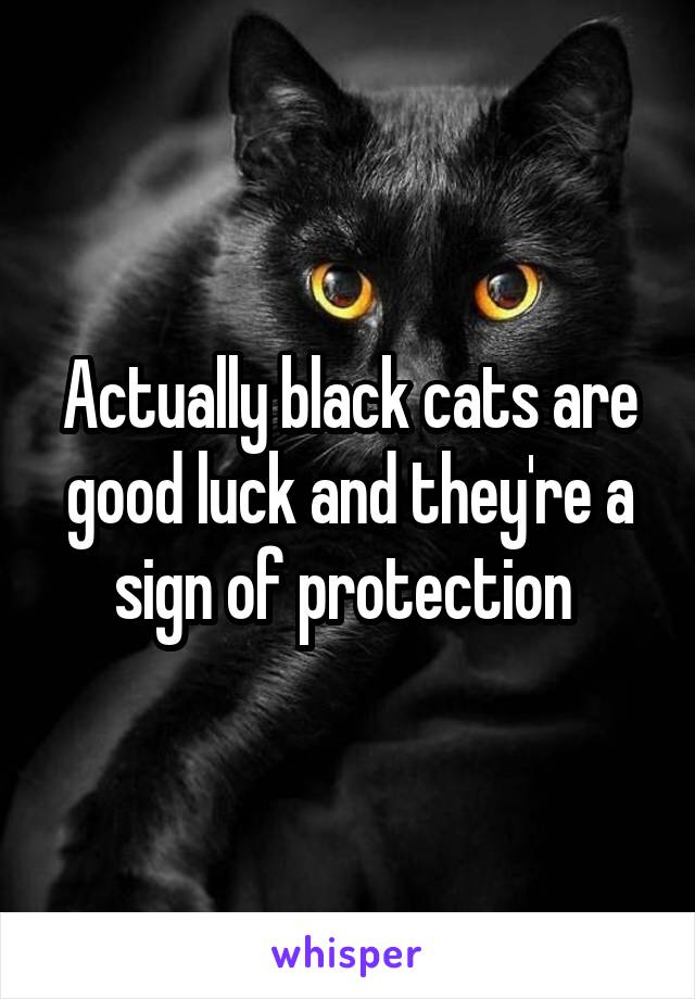 Actually black cats are good luck and they're a sign of protection 
