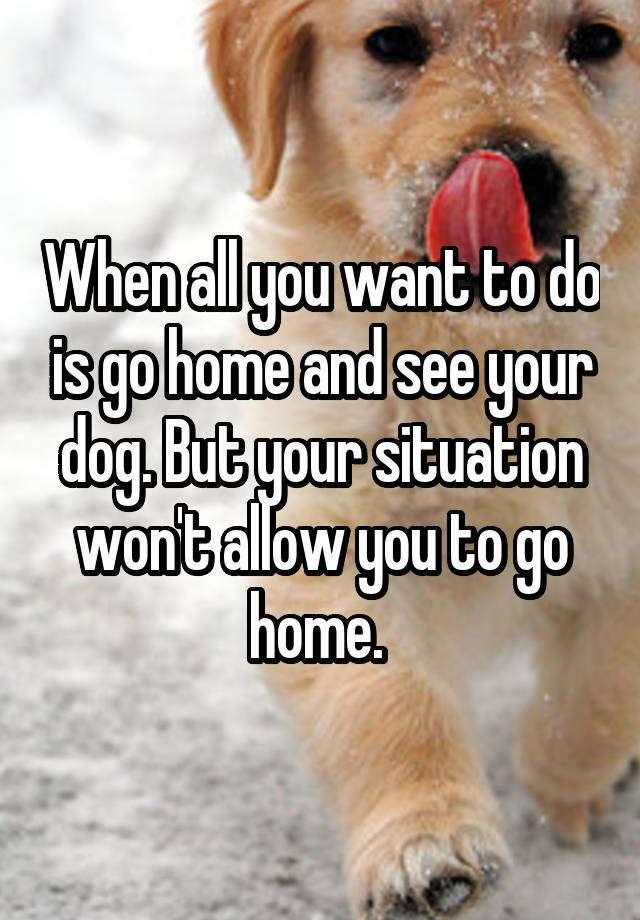 When all you want to do is go home and see your dog. But ...