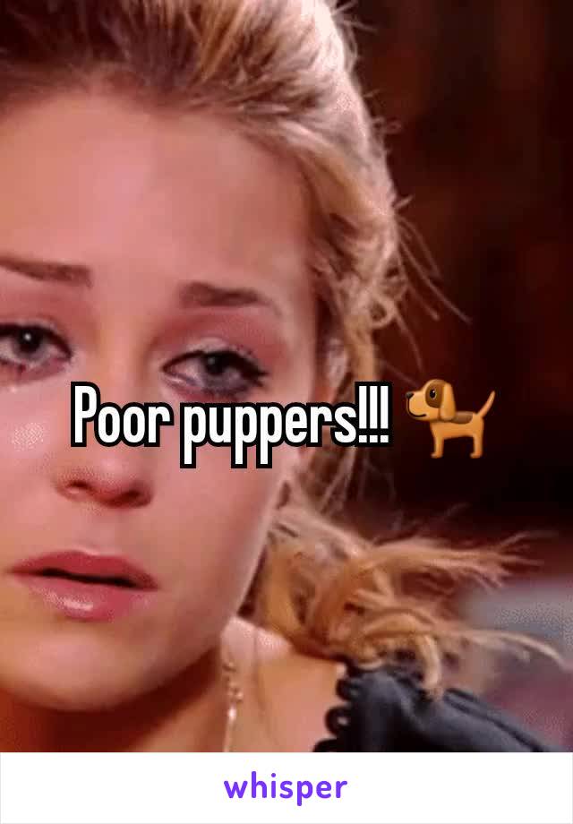 Poor puppers!!! 🐕