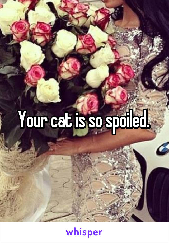 Your cat is so spoiled. 