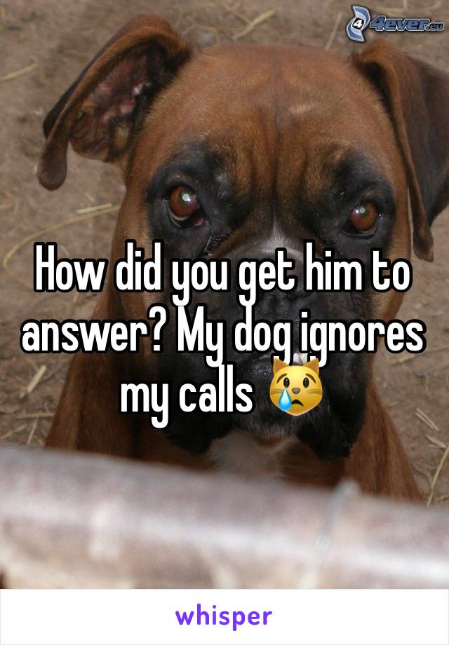 How did you get him to answer? My dog ignores my calls 😿