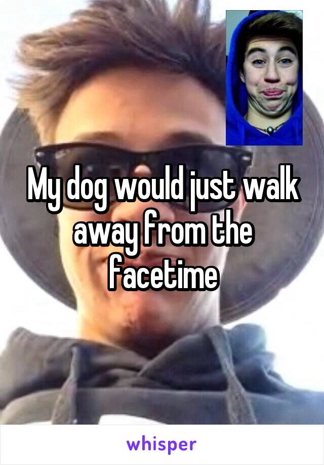 My dog would just walk away from the facetime