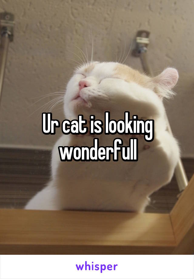 Ur cat is looking wonderfull