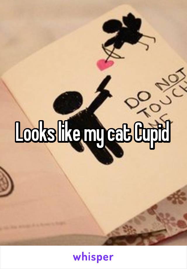 Looks like my cat Cupid 