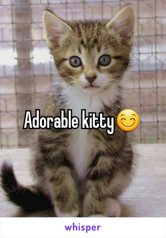 Adorable kitty😊