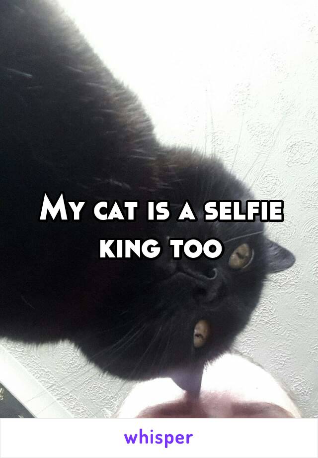 My cat is a selfie king too