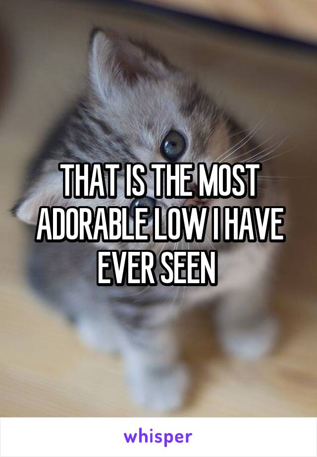 THAT IS THE MOST ADORABLE LOW I HAVE EVER SEEN 