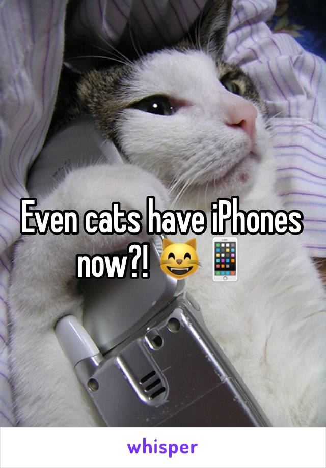 Even cats have iPhones  now?! 😸📱