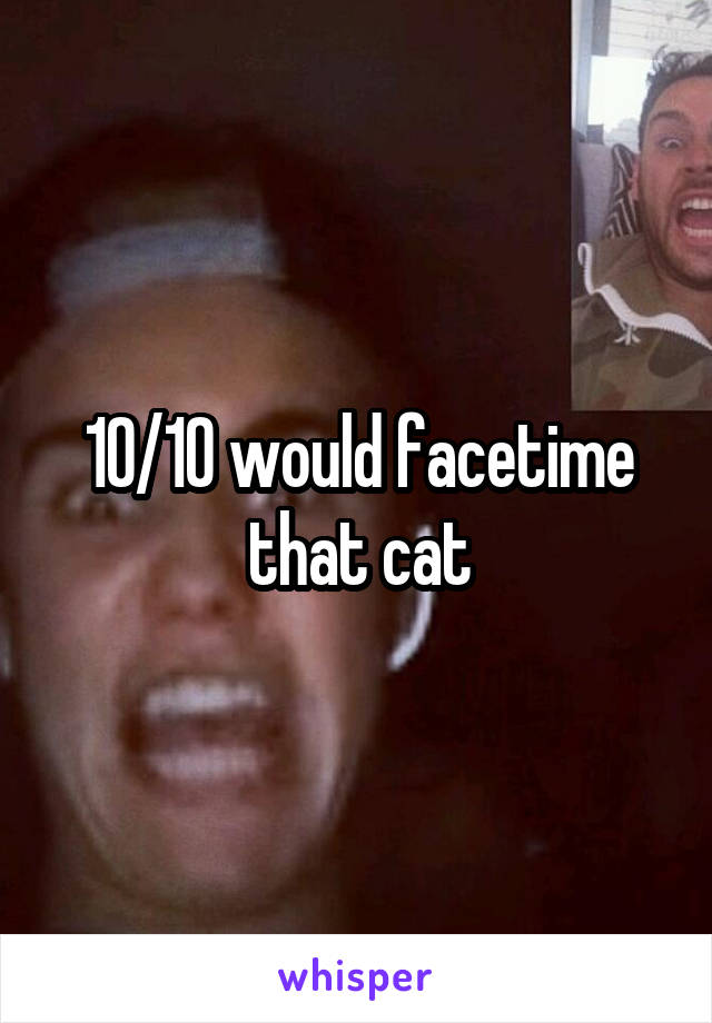 10/10 would facetime that cat