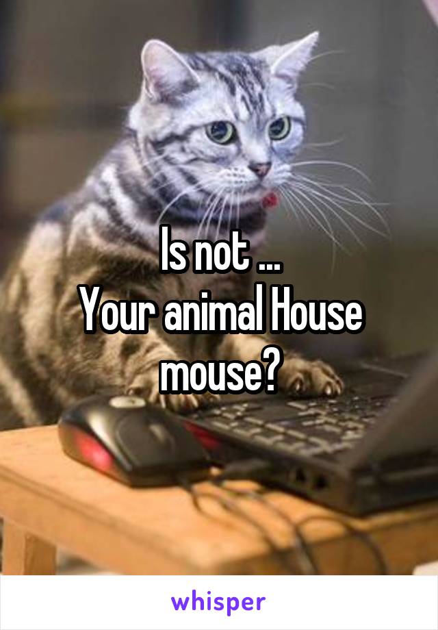 Is not ...
Your animal House mouse?