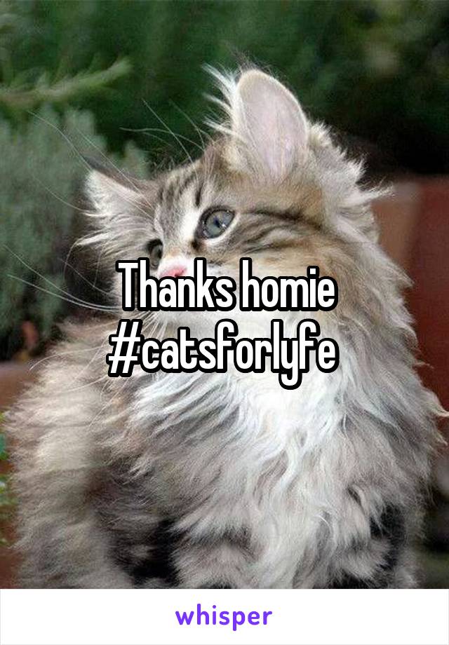 Thanks homie #catsforlyfe 