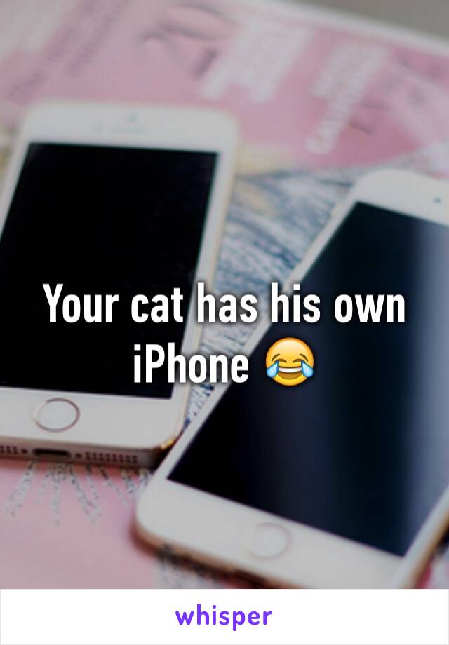 Your cat has his own iPhone 😂