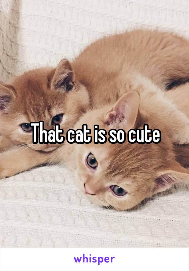 That cat is so cute