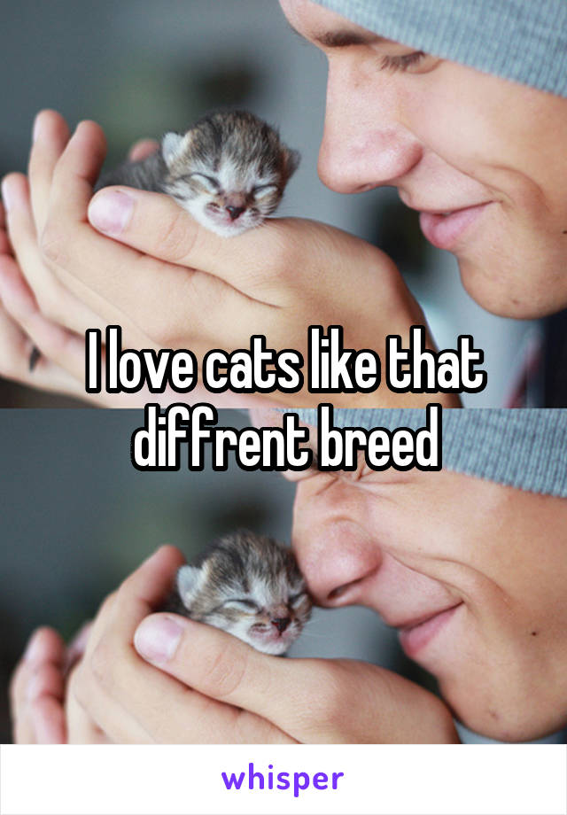 I love cats like that diffrent breed