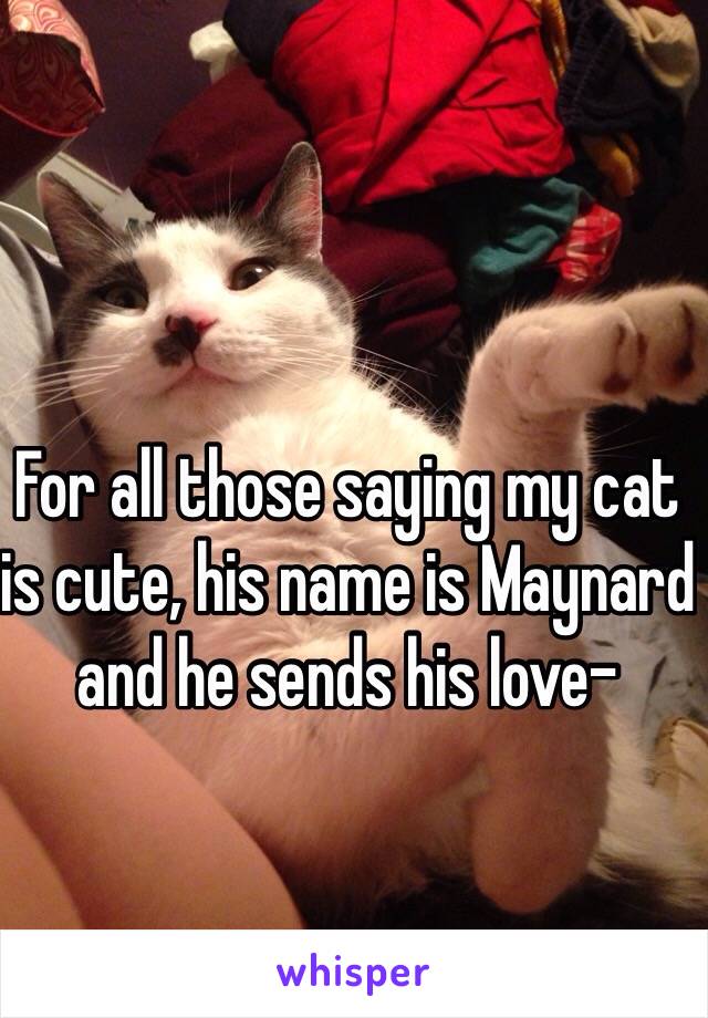 For all those saying my cat is cute, his name is Maynard and he sends his love- 