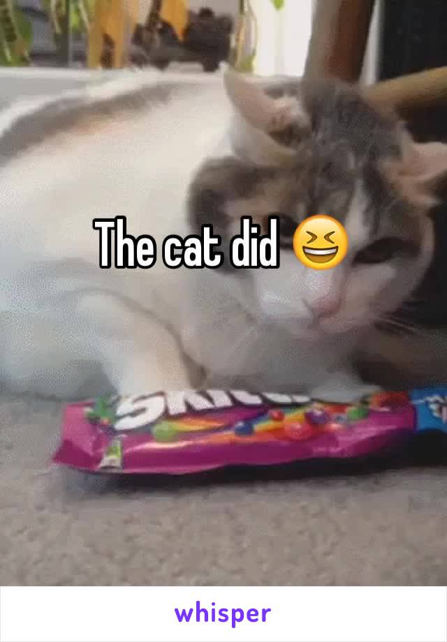 The cat did 😆