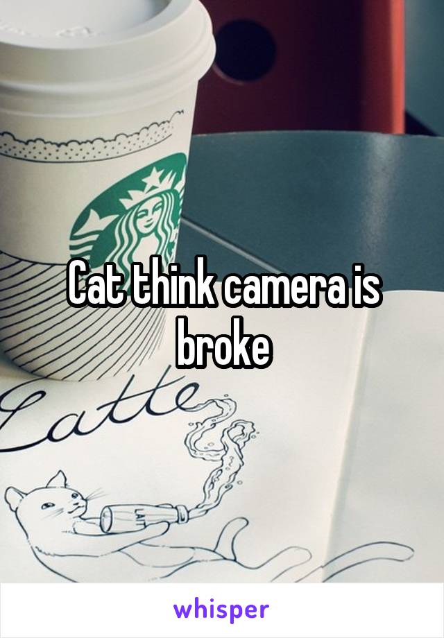 Cat think camera is broke