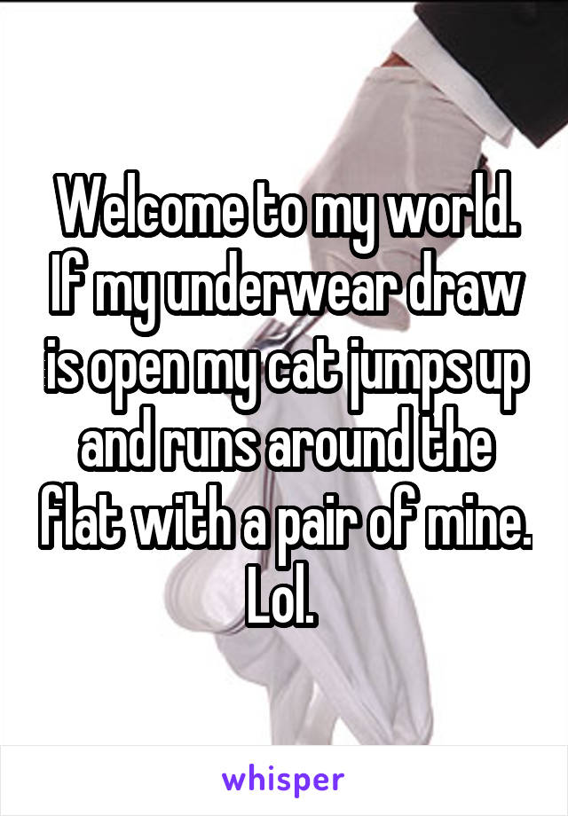 Welcome to my world. If my underwear draw is open my cat jumps up and runs around the flat with a pair of mine. Lol. 