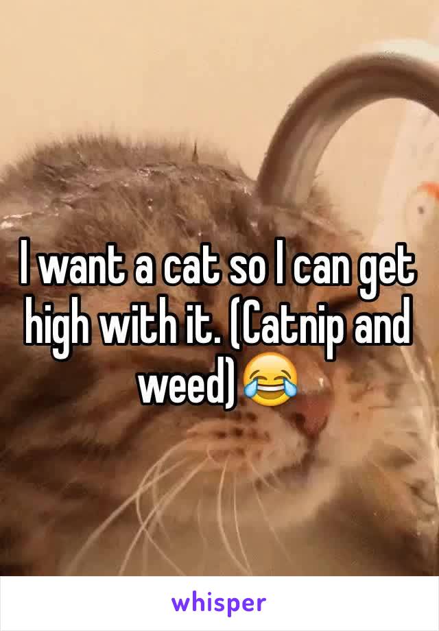 I want a cat so I can get high with it. (Catnip and weed)😂