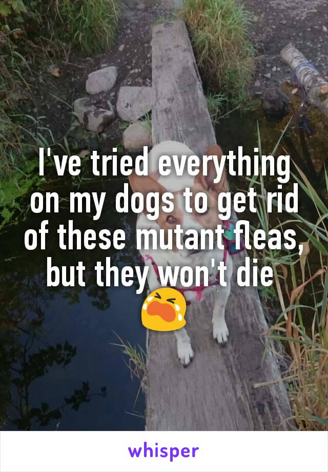 I've tried everything on my dogs to get rid of these mutant fleas, but they won't die 
😭