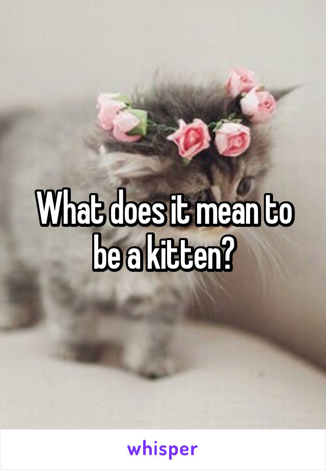 What does it mean to be a kitten?