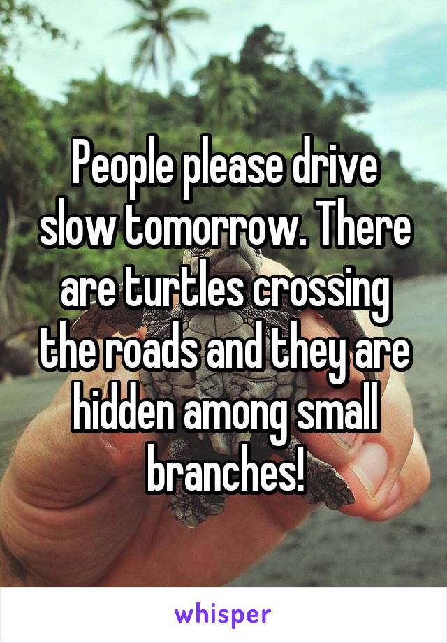 People please drive slow tomorrow. There are turtles crossing the roads and they are hidden among small branches!