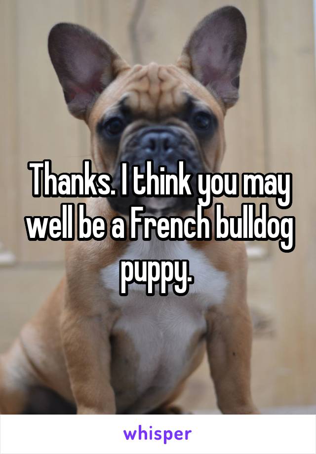 Thanks. I think you may well be a French bulldog puppy. 