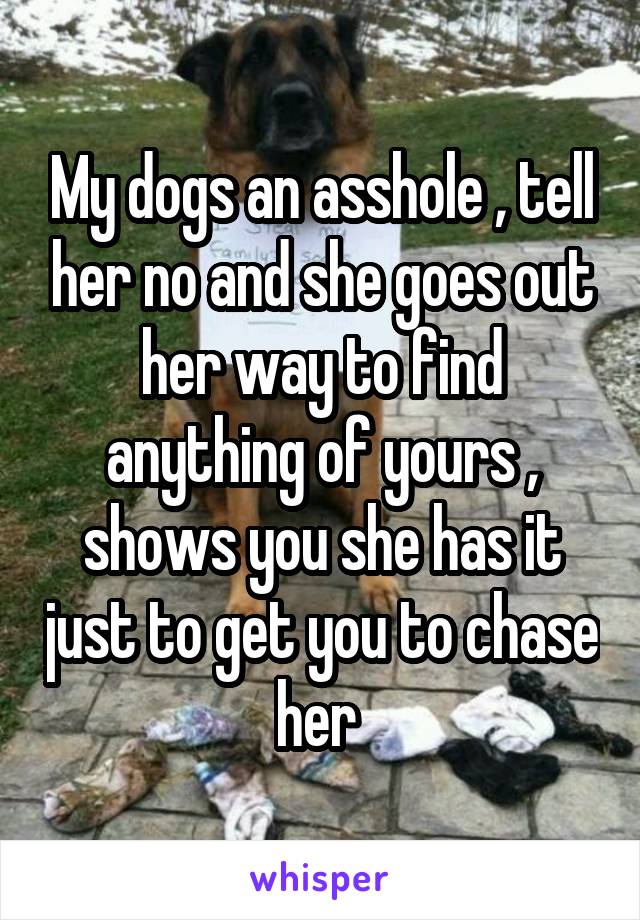 My dogs an asshole , tell her no and she goes out her way to find anything of yours , shows you she has it just to get you to chase her 