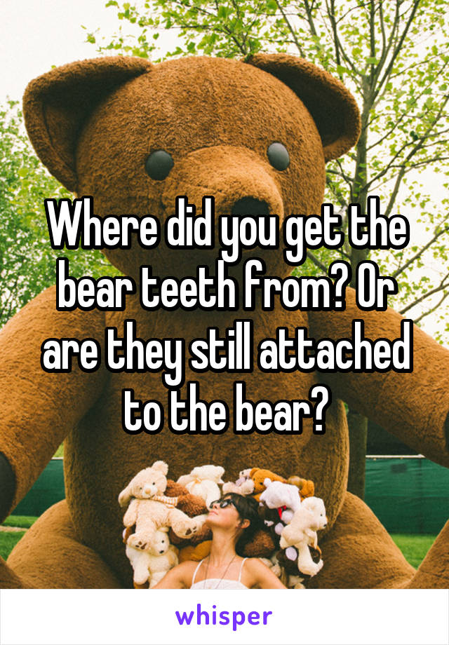 Where did you get the bear teeth from? Or are they still attached to the bear?