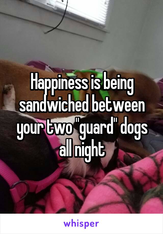 Happiness is being sandwiched between your two "guard" dogs all night