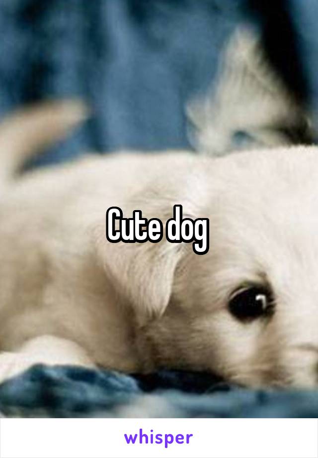 Cute dog 