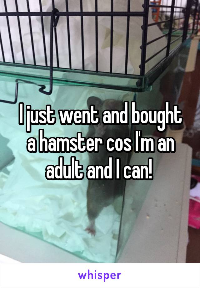 I just went and bought a hamster cos I'm an adult and I can! 
