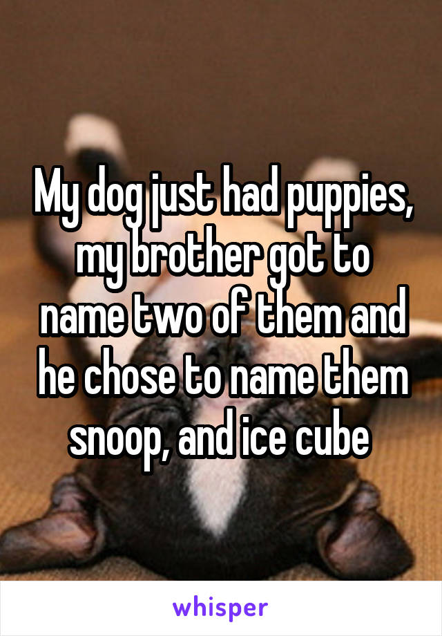 My dog just had puppies, my brother got to name two of them and he chose to name them snoop, and ice cube 