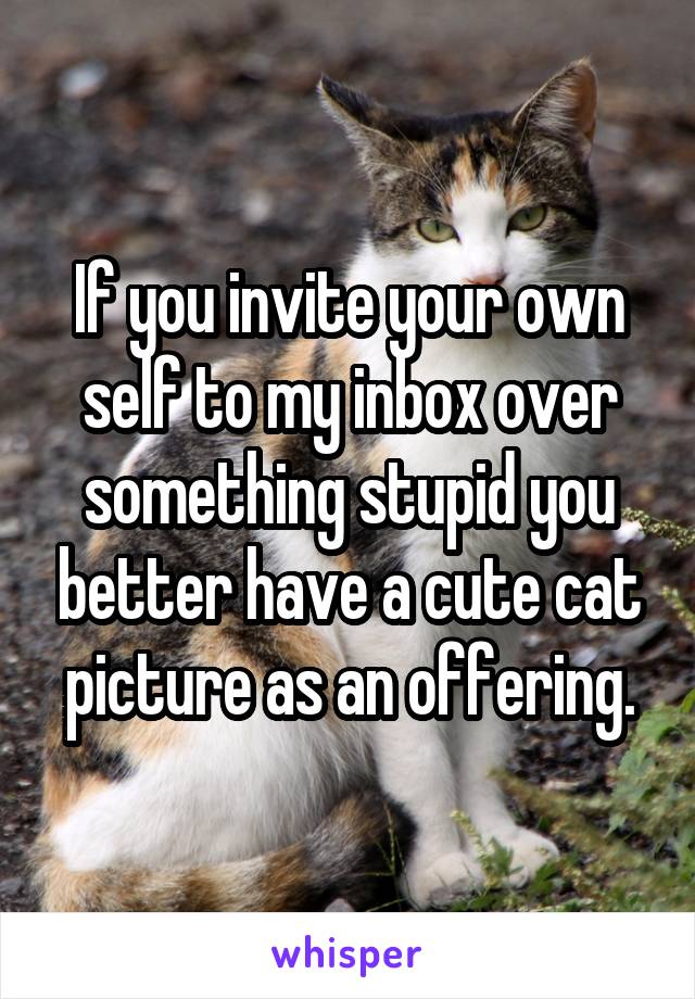 If you invite your own self to my inbox over something stupid you better have a cute cat picture as an offering.