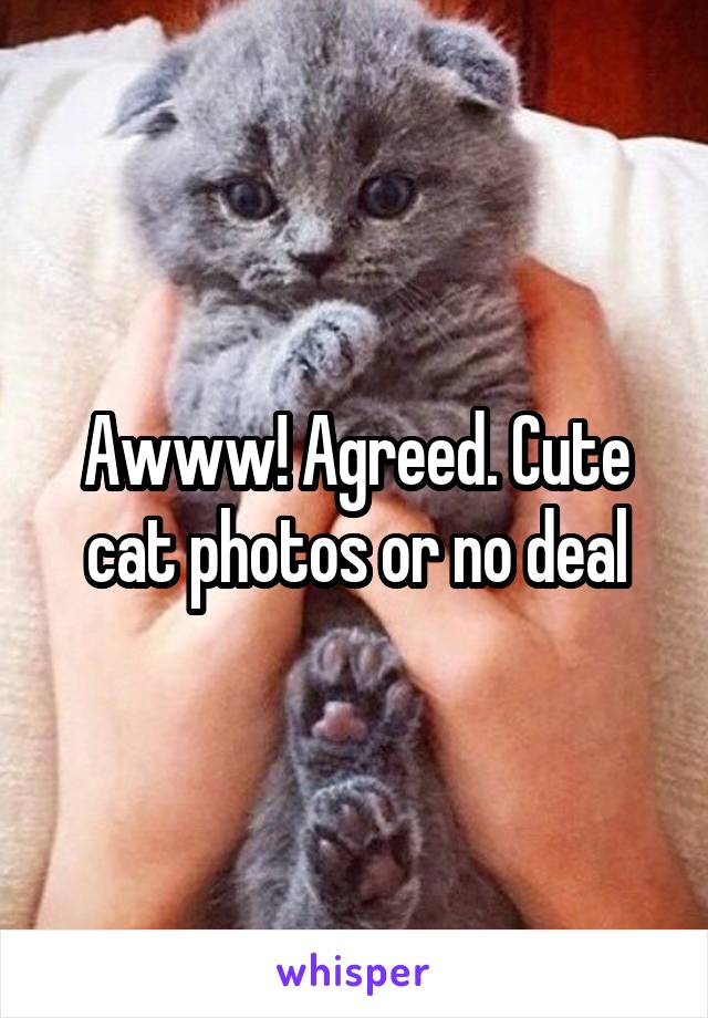 Awww! Agreed. Cute cat photos or no deal