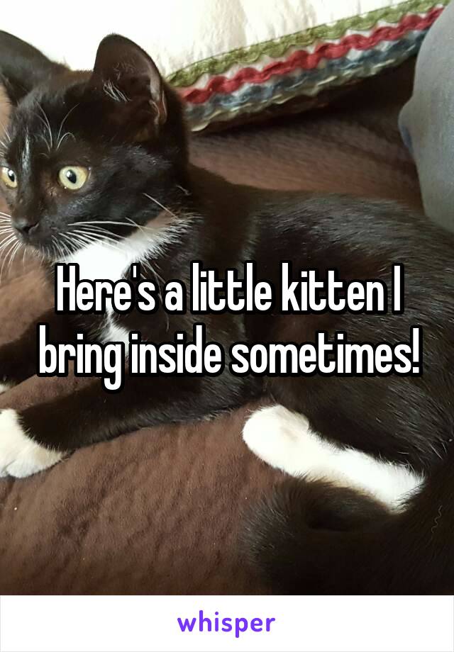 Here's a little kitten I bring inside sometimes!