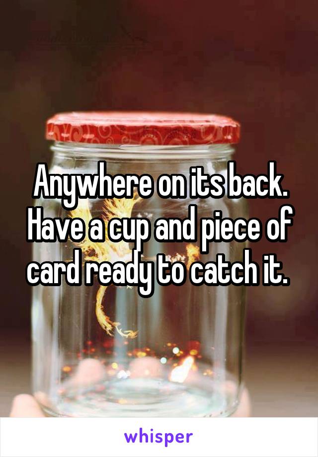 Anywhere on its back. Have a cup and piece of card ready to catch it. 