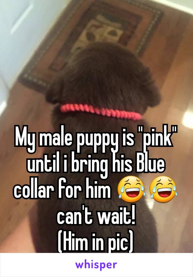 My male puppy is "pink" until i bring his Blue collar for him 😂😂 can't wait!
(Him in pic)