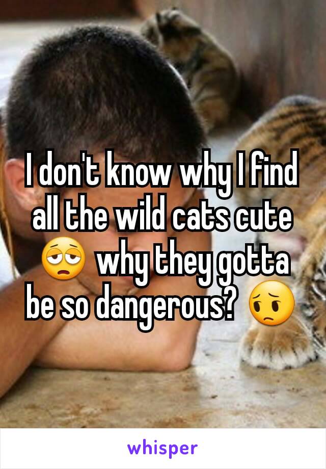 I don't know why I find all the wild cats cute 😩 why they gotta be so dangerous? 😔